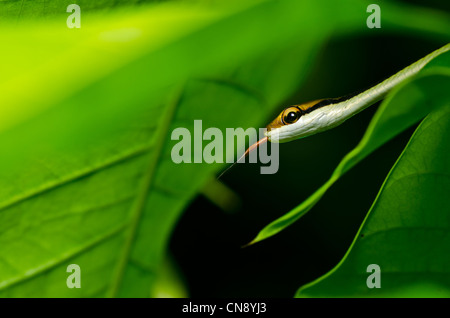 kleine Schlange in grüner Natur oder im Wald Stockfoto