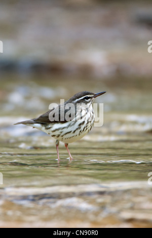 Louisiana Waterthrush thront im Fluss - vertikale Vögel songbird singvögel Ornithologie Wissenschaft Natur Wildlife Environment Stockfoto