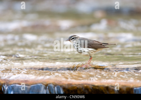 Louisiana Waterthrush im Fluss Vögel singvögel singvögel singvögel Ornithologie Wissenschaft Natur Wildtiere Umwelt Stockfoto