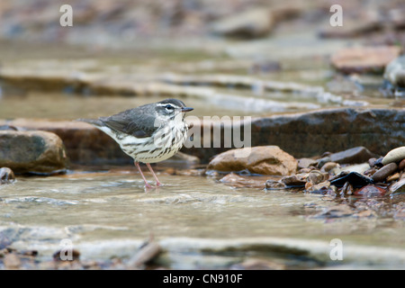 Louisiana Waterthrush im Fluss Vögel singvögel singvögel singvögel Ornithologie Wissenschaft Natur Wildtiere Umwelt Stockfoto