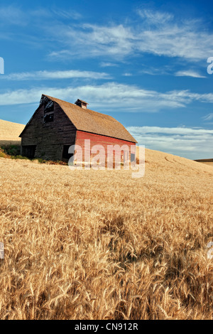 Alte Scheune steht unter Weizenfeldern für Sommer-Ernte in eastern Washington Whitman County und The Palouse Region bereit. Stockfoto