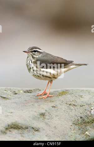 Louisiana Waterthrush thront im Fluss - vertikale Vögel songbird singvögel Ornithologie Wissenschaft Natur Wildlife Environment Stockfoto