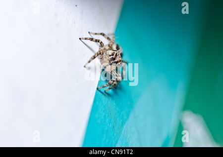 Springspinne in der Stadt oder im Haus Stockfoto