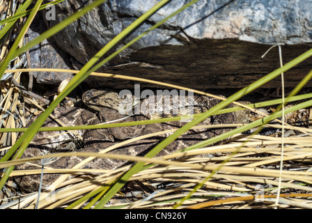 Westliche Diamant-backed Klapperschlange und nördlichen schwarz-angebundene Klapperschlange, (Crotalus Molossus Molossus) in einer Höhle auslegen. Stockfoto