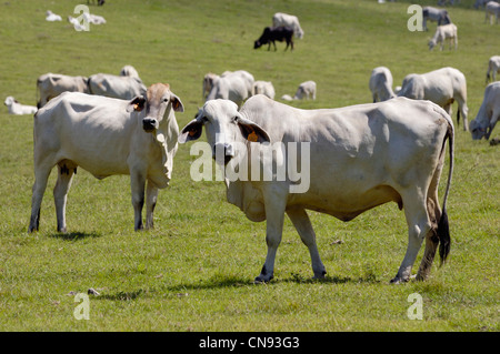 France, Martinique (Französische Antillen), Sainte Anne, Zebus auf einer Weide Stockfoto