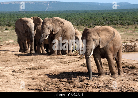 Herde verlässt den Wasserloch Addo Elephant Park, Garden Route, Südafrika Stockfoto
