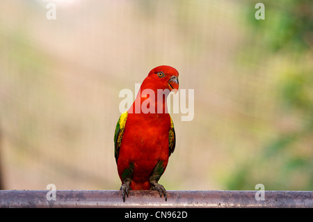 Red Lory Bird Cage, tropischer Lebensraum, Nakornping Bird Park, Vogelpark Department, Chiang Mai Zoo, Thaialnd Stockfoto
