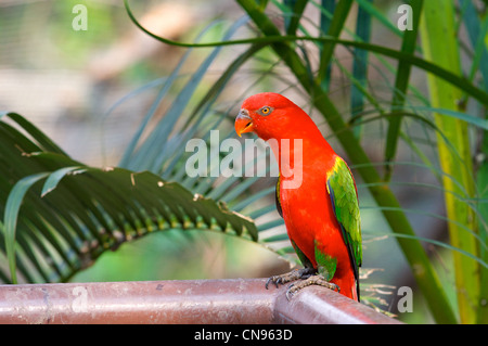 Rote Lory, Vogelkäfig, tropischer Lebensraum, Vogelpark, Vogelpark, Chiang Mai Zoo, Thaialnd Stockfoto