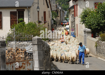 Frankreich, Pyrenäen Atlantiques, Bearn, Ossau Tal, Beon Dorf, Durchgang von der Transhumanz Stockfoto