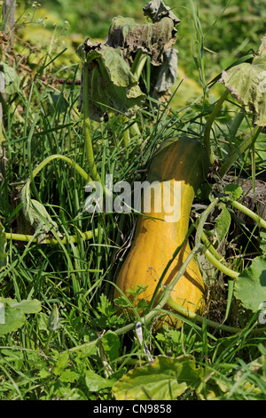 Vertikale Schuss von Reifen Knochenmark auf den Busch auf einem Bett im Garten Stockfoto