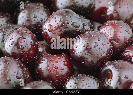 Makro der süße schwarze Kirschen mit Wassertropfen Stockfoto