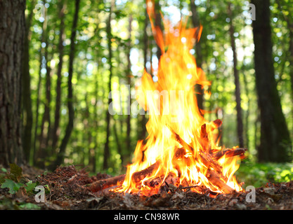 Lagerfeuer im Wald. Stockfoto