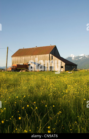 Scheune in der Nähe von Chilliwack, Britisch Kolumbien, Kanada Stockfoto