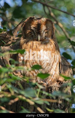 Waldkauz sitzt in einem Baum Stockfoto