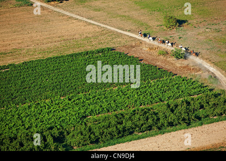 Frankreich, Ardèche, in der Nähe von Ruoms, Reiten durch die Weinberge, Weine aus dem Rhône-Tal (Luftbild) Stockfoto