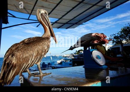 Ecuador, Galapagos-Inseln, Santa Cruz Island, Puerto Ayora, Galapagos brauner Pelikan (Pelecanus Occidentalis Urinator) auf die Stockfoto
