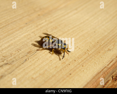 Deutsche Wespe auf Holz / Vespula Germanica / Deutsche Wespe Auf Holz Stockfoto