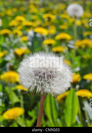 Foto der natürliche schauende Löwenzahn Blume im Feld, Nahaufnahme auf Samen, vertikalen Schuss Stockfoto