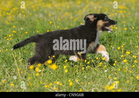 Zwei Monate alten Australian Shepherd Welpen Stockfoto