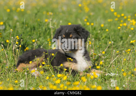 Zwei Monate alten Australian Shepherd Welpen Stockfoto