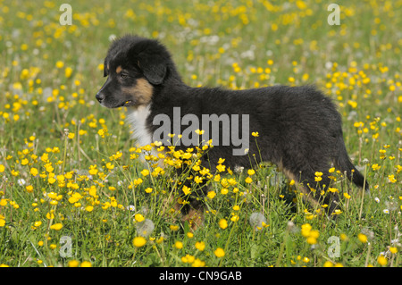 Zwei Monate alten Australian Shepherd Welpen Stockfoto