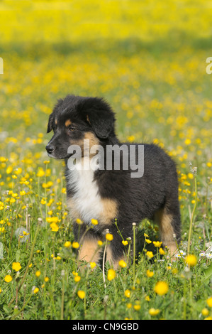 Zwei Monate alten Australian Shepherd Welpen Stockfoto