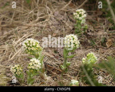 Weiße Pestwurz / Petasites Albus / Weiße Pestwurz Stockfoto