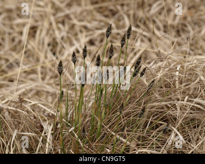 die Blüte von Hare´s-Tail Wollgras / Wollgras Vaginatum / Scheiden-Wollgras Stockfoto