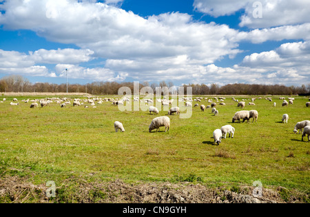 Niederländische Weiden mit vielen weißen Schafe unter blauem Himmel mit Wolken Stockfoto