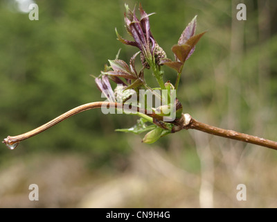 frische schießen lässt und vom roten Holunder blüht / Frisch Ausgetriebene Blätter Und Blüten Vom Roten Holunder Stockfoto