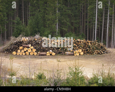 Bäume nach Bäume auf das Holz fielen speichern bereit, Spreu / Holz Auf Holzlagerplatz Fertig Zum Häckseln Stockfoto