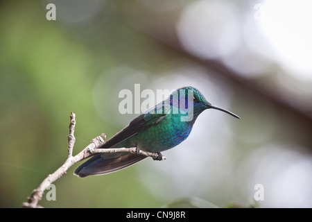 Sekt coruscans Violetear Kolibri, Colibri, in der Nähe von Cerro Punta, Provinz Chiriqui, Republik Panama. Stockfoto