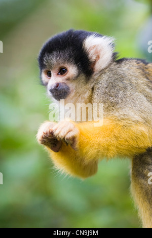 Schwarzen gekappte Totenkopfaffen - Saimiri boliviensis Stockfoto