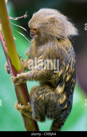 Zwergseidenäffchen - Cebuella Stockfoto