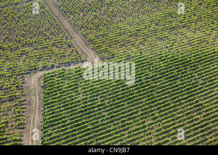 Frankreich, Vaucluse, Ste Cecile Les Vignes, Domaine De La Grand'Ribe, Weinberge AOC Côtes du Rhône (Luftbild) Stockfoto