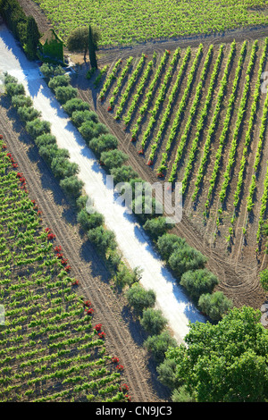 Frankreich, Vaucluse, Ste Cecile Les Vignes, Domaine De La Grand'Ribe, Weinberge AOC Côtes du Rhône (Luftbild) Stockfoto