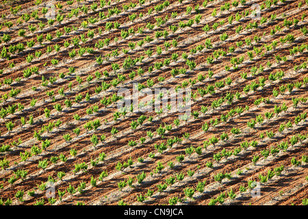 Frankreich, Vaucluse, Ste Cecile Les Vignes, Domaine De La Grand'Ribe, Weinberge AOC Côtes du Rhône (Luftbild) Stockfoto