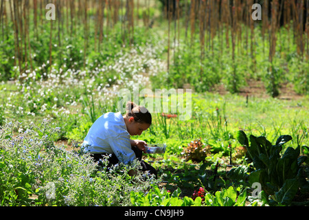 Frankreich, Vaucluse, Lubéron, Lourmarin, Auberge La Feniere, Gemüsegarten Stockfoto