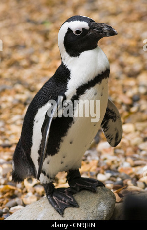 Black Footed oder afrikanische Pinguin - Spheniscus demersus Stockfoto