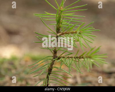 Nahaufnahme von einer jungen Fichte / Picea Abies / Nahaufnahme Einer Gemeinen Fichte Stockfoto