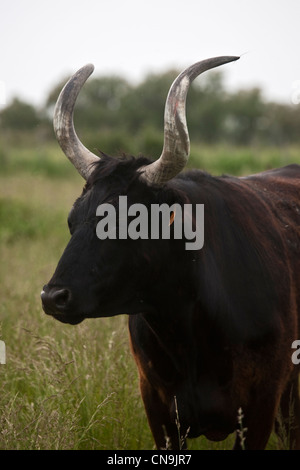 Frankreich, Bouches du Rhone, Sambuc, chauvinistischen Bull von der Herde von malte Mas, Camargue Stockfoto
