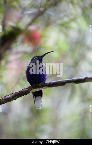 Violet Sabrewing, Campylopterus hemileucurus, im Nebelwald des La Amistad Nationalparks, Provinz Chiriqui, Republik Panama. Stockfoto