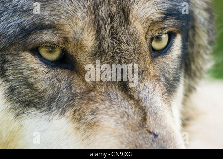 Grauer Wolf - Canis Lupus, USA Stockfoto