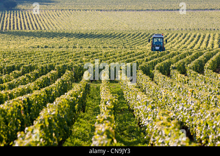 Frankreich, Cote d ' or, Route des Grands Crus, Puligny Montrachet, in den Weinbergen der Côtes de Beaune Stockfoto