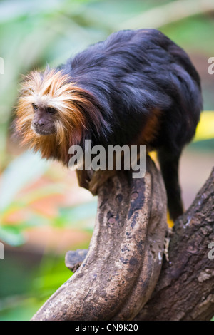 Goldene Headed Löwe Tamarin - Leontopithecus chrysomelas Stockfoto