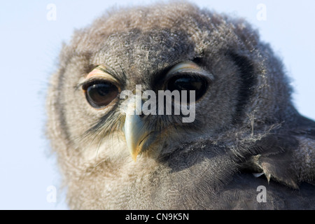 Junge afrikanische milchig Uhu auch bekannt als Verreauxs Uhu - Bubo lacteus Stockfoto