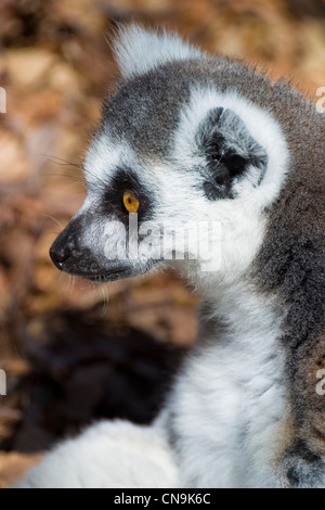 Ring-Tailed Lemur - Lemur catta Stockfoto