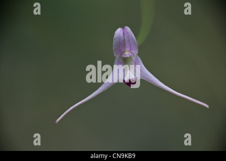 Ein Miniatur Orchidee auf der Finca Dracula, Cerro Punta, Provinz Chiriqui, Republik Panama. Stockfoto