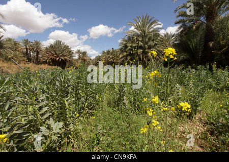 Dicke Bohnen in einer Oase, Draa-Tal, Südmarokko, Afrika angebaut Stockfoto