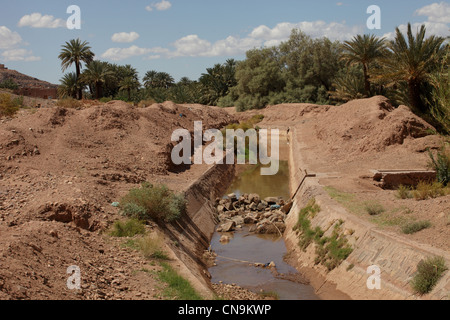 Spülkanal Wassertragen dringend benötigte für den Anbau von Gerste und Bohnen in einer Oase, Draa-Tal, Südmarokko, Afrika Stockfoto